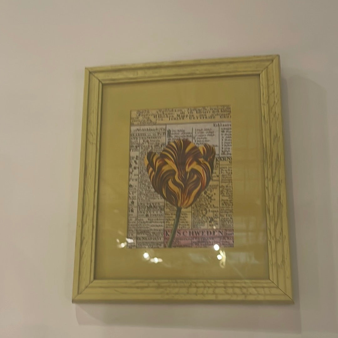 John Derian Print Tulip in Sunflower Frame 8x10