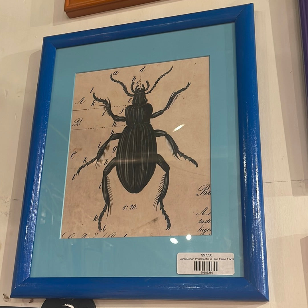 John Derian Print Beetle in Blue frame 11x14
