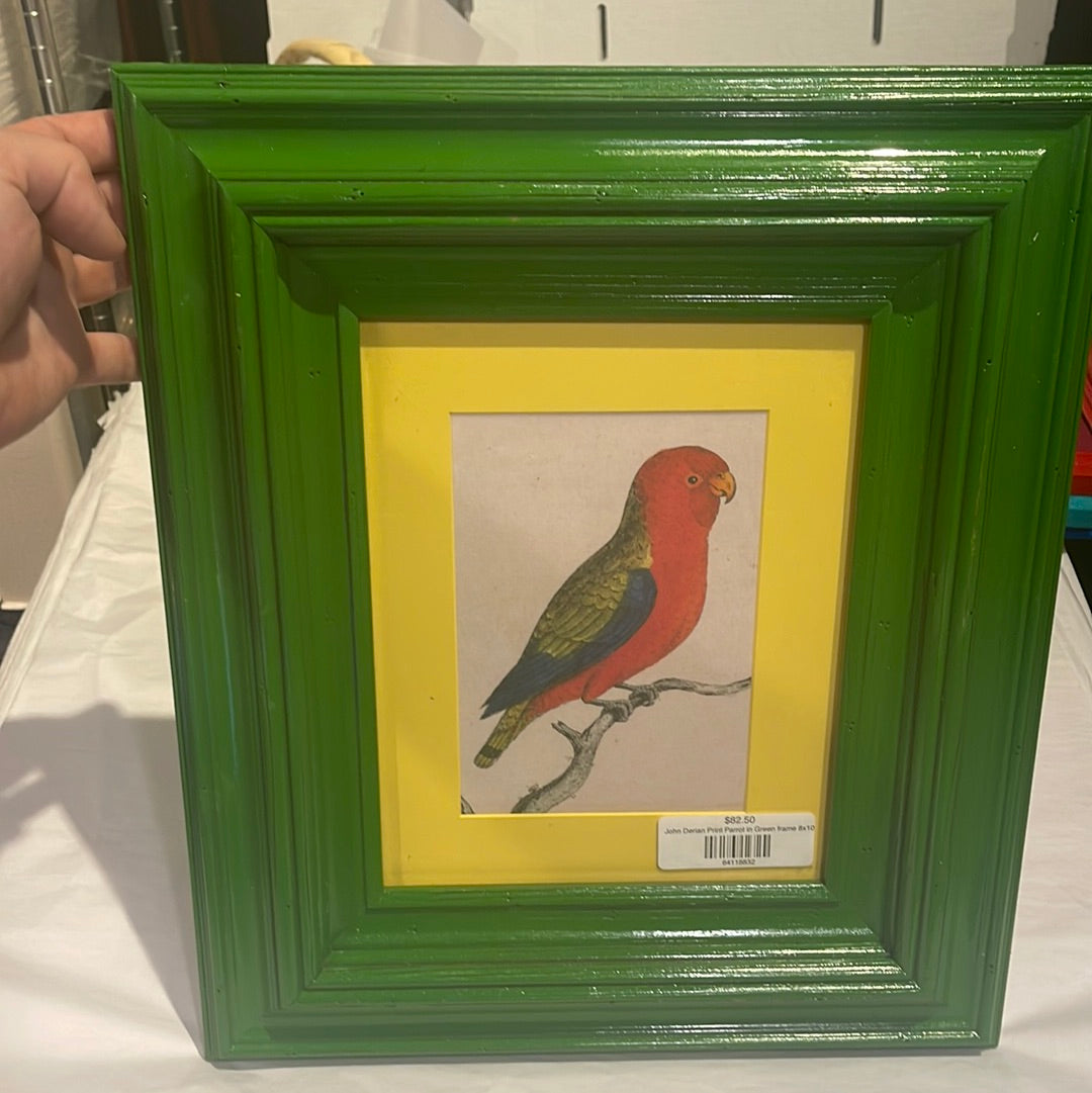 John Derian Print Parrot in Green frame 8x10