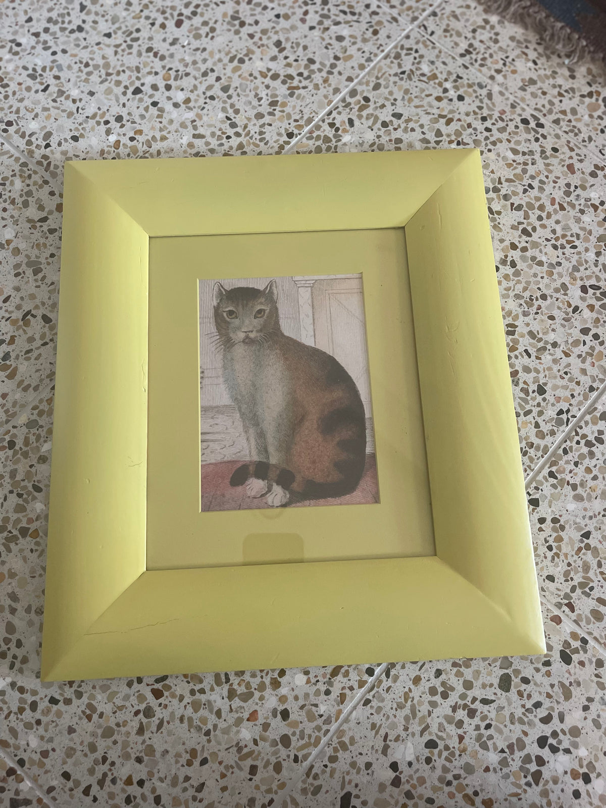 John Derian Cat Print in Yellow Frame 8x10