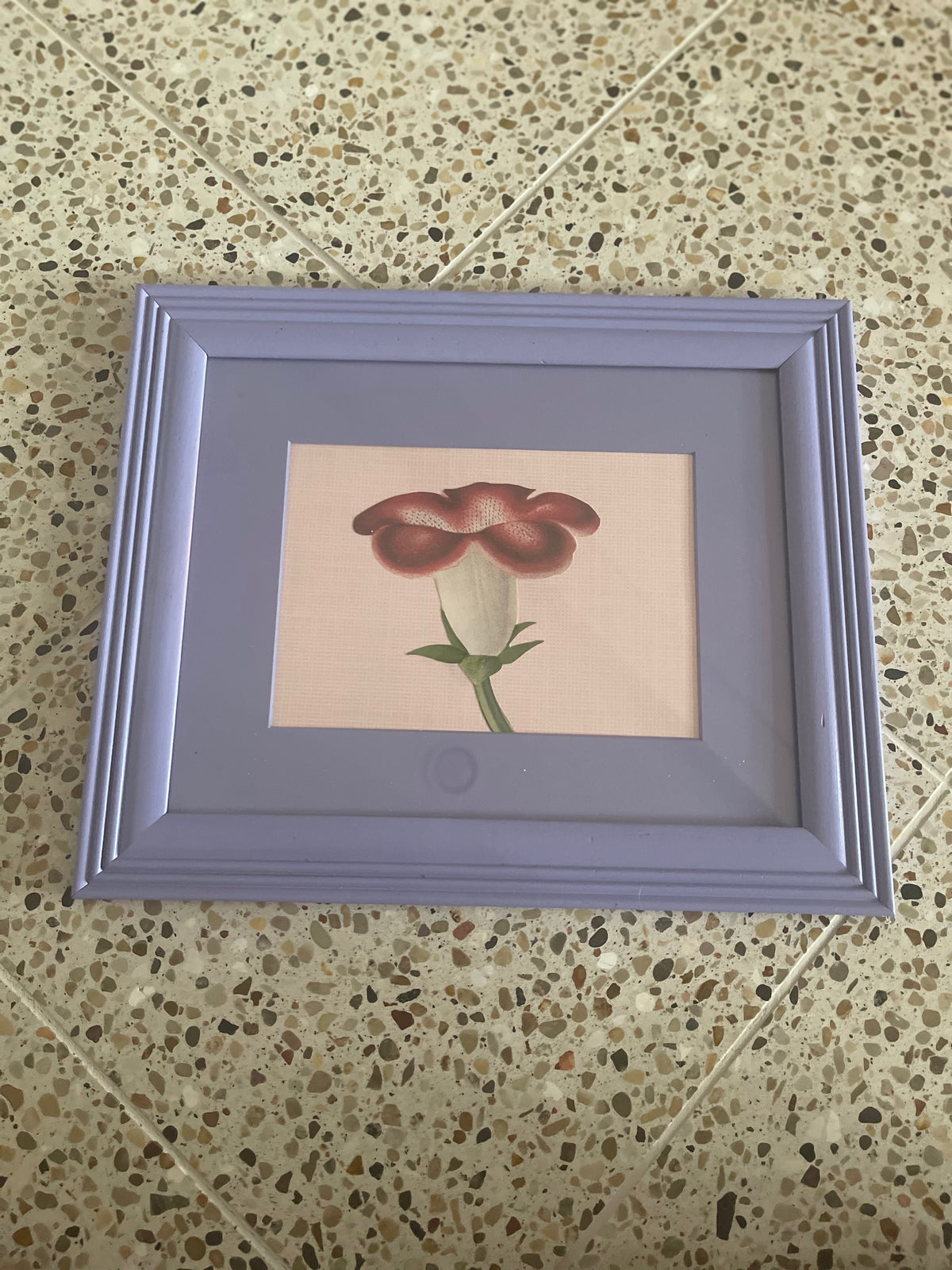 John Derian Red Flower in Light Purple Frame 8x10