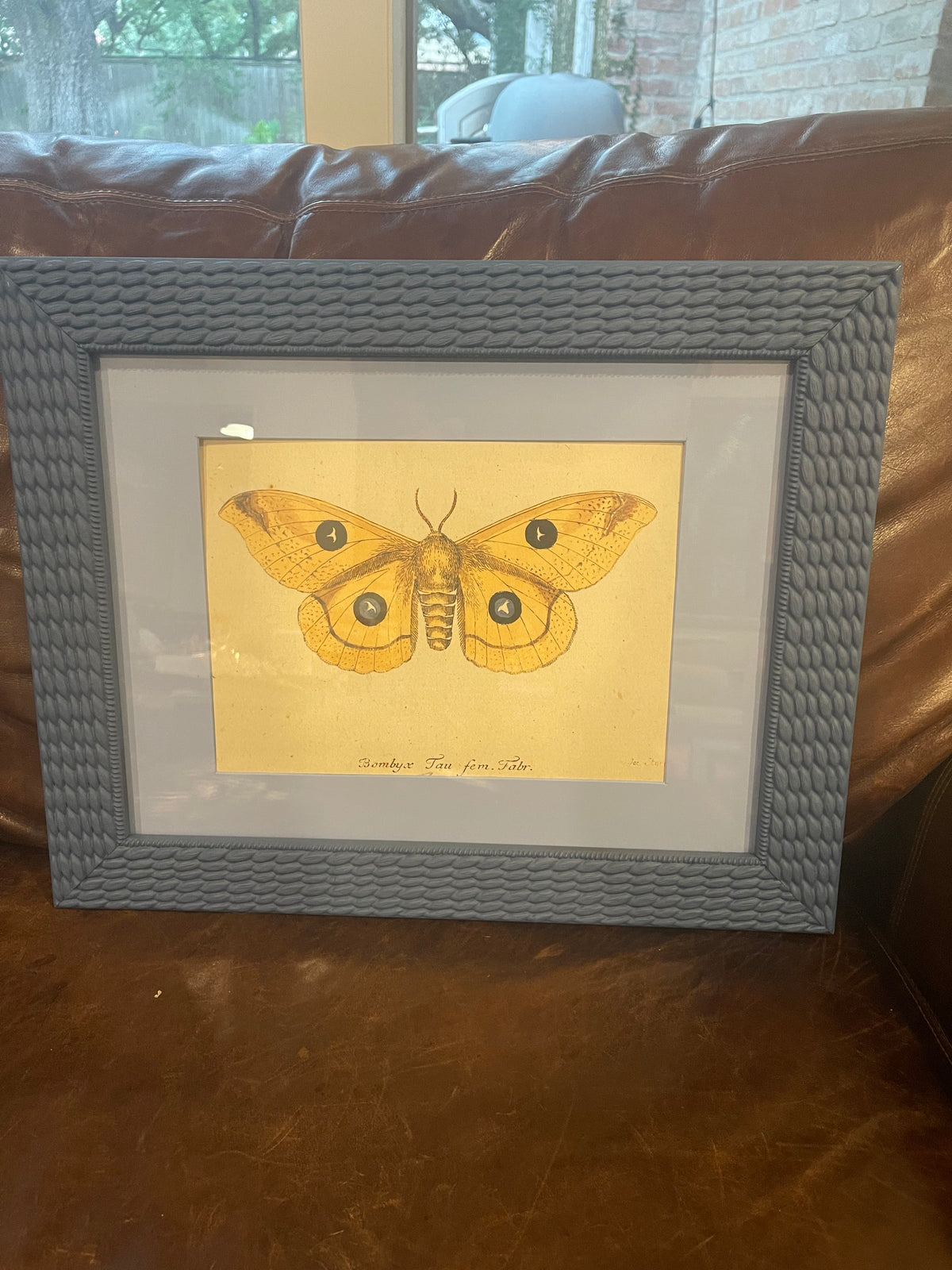 John Derian butterfly print in blue frame. 11 x 16.