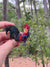 Rooster Brooch